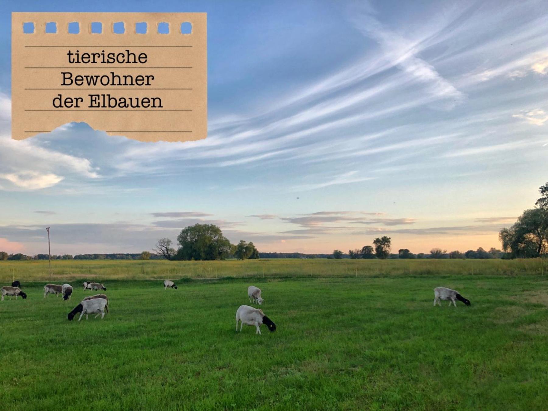 Alte Schule Wittenberg, 3 Ferienwohnungen Fuer Bis Zu 12 Personen, An Der Elbe, Mit Garten Exterior foto